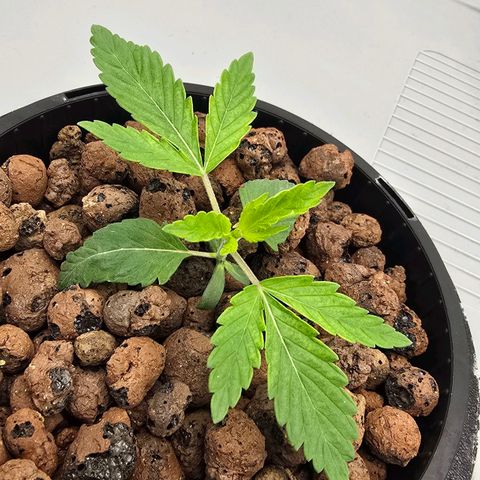 Sunset Paradise (Gelato 33) growlog timeline photo