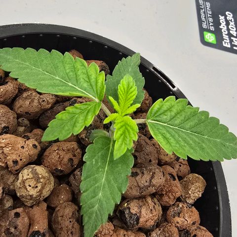 Sunset Paradise (Gelato 33) growlog timeline photo