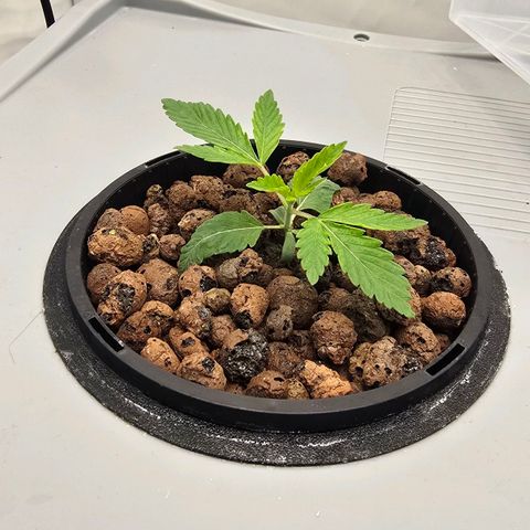 Sunset Paradise (Gelato 33) growlog timeline photo