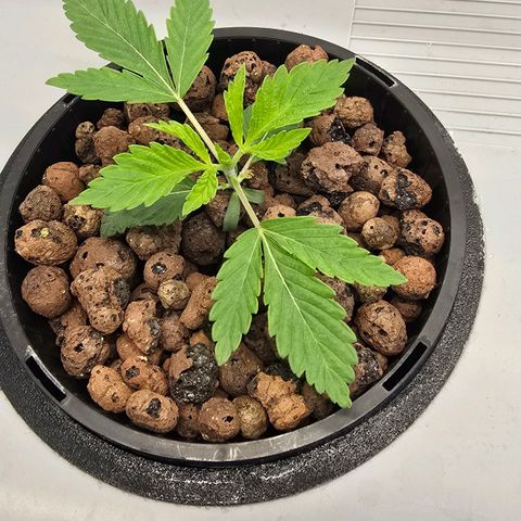 Sunset Paradise (Gelato 33) growlog timeline photo