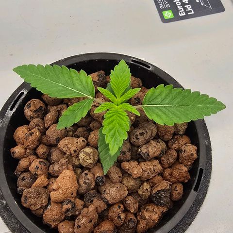 Sunset Paradise (Gelato 33) growlog timeline photo