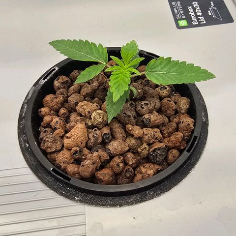 Sunset Paradise (Gelato 33) growlog timeline photo