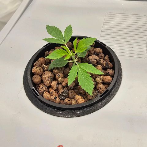 Sunset Paradise (Gelato 33) growlog timeline photo