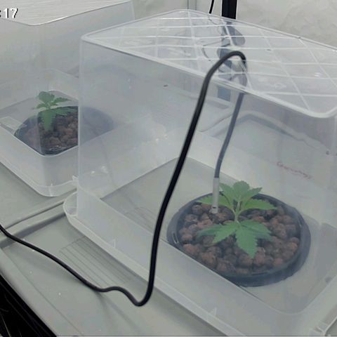 Sunset Paradise (Gelato 33) growlog timeline photo