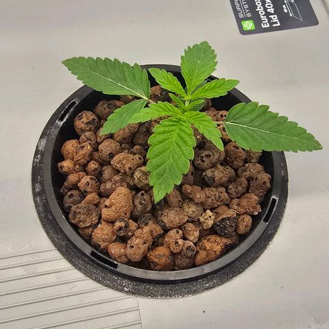 Sunset Paradise (Gelato 33) growlog timeline photo