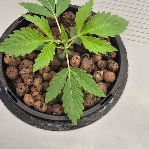 Sunset Paradise (Gelato 33) growlog timeline photo