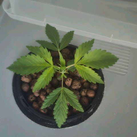 Sunset Paradise (Gelato 33) growlog timeline photo