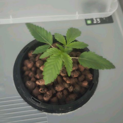 Sunset Paradise (Gelato 33) growlog timeline photo