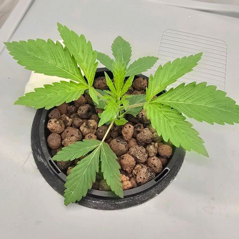 Sunset Paradise (Gelato 33) growlog timeline photo