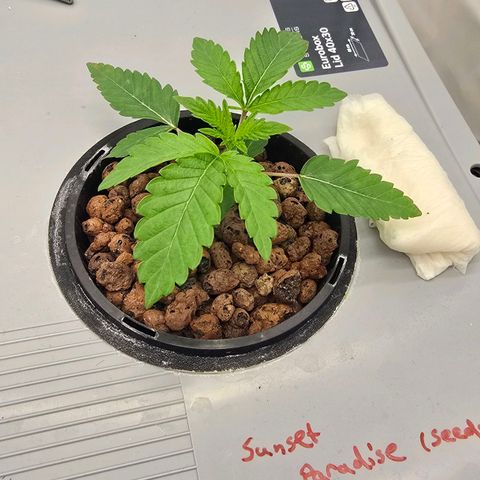 Sunset Paradise (Gelato 33) growlog timeline photo