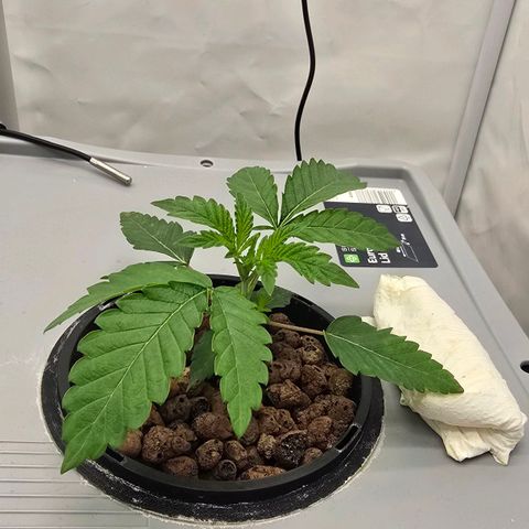 Sunset Paradise (Gelato 33) growlog timeline photo