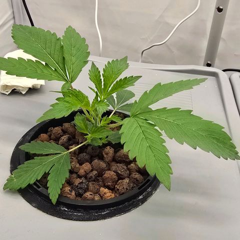 Sunset Paradise (Gelato 33) growlog timeline photo