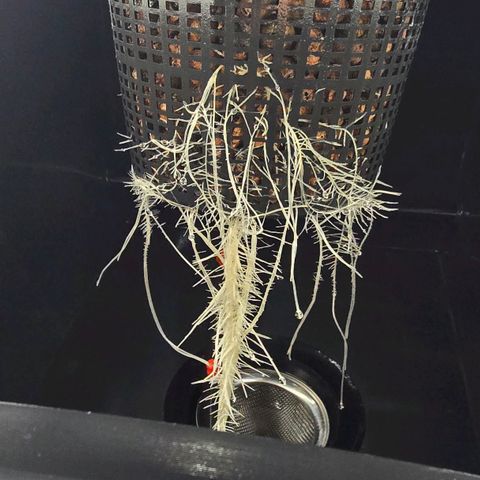 Sunset Paradise (Gelato 33) growlog timeline photo