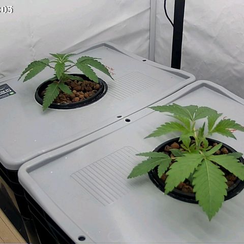 Sunset Paradise (Gelato 33) growlog timeline photo