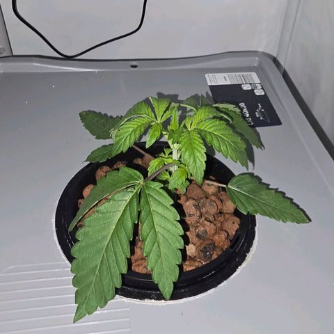 Sunset Paradise (Gelato 33) growlog timeline photo