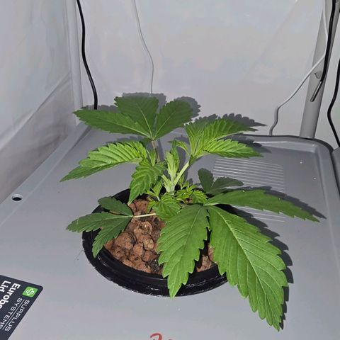 Sunset Paradise (Gelato 33) growlog timeline photo