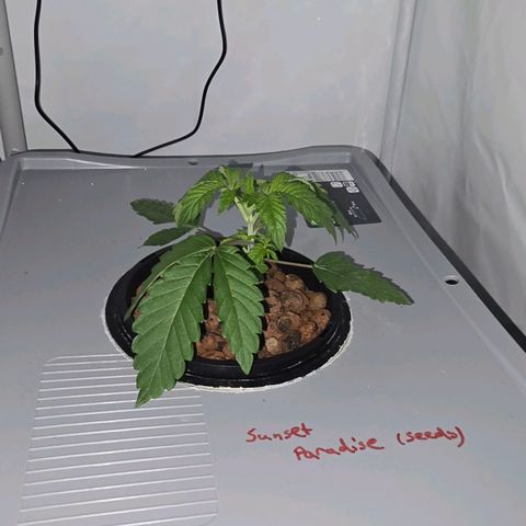 Sunset Paradise (Gelato 33) growlog timeline photo
