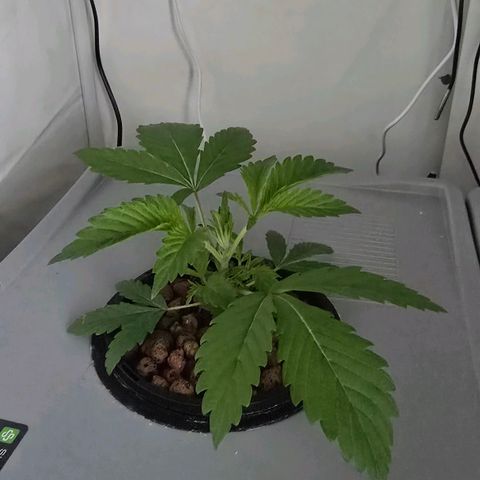 Sunset Paradise (Gelato 33) growlog timeline photo