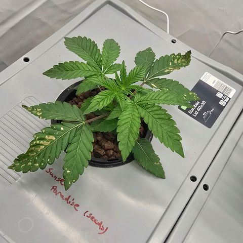 Sunset Paradise (Gelato 33) growlog photo: Pflanze erholt sich langsam. Pumpe kurzzeitig ausgefallen. 