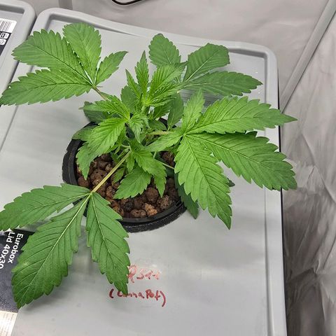 Sunset Paradise (Gelato 33) growlog photo: Pflanze erholt sich langsam. Pumpe kurzzeitig ausgefallen. 