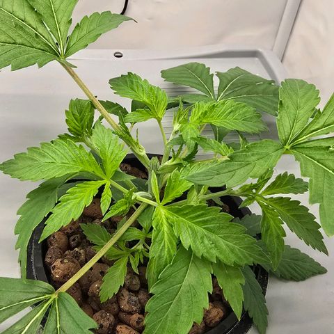 Sunset Paradise (Gelato 33) growlog timeline photo