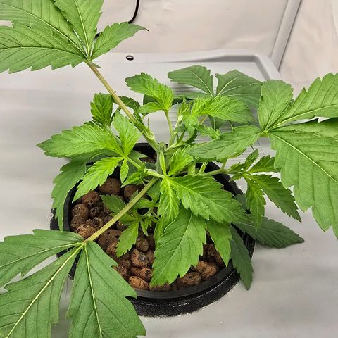 Sunset Paradise (Gelato 33) growlog timeline photo