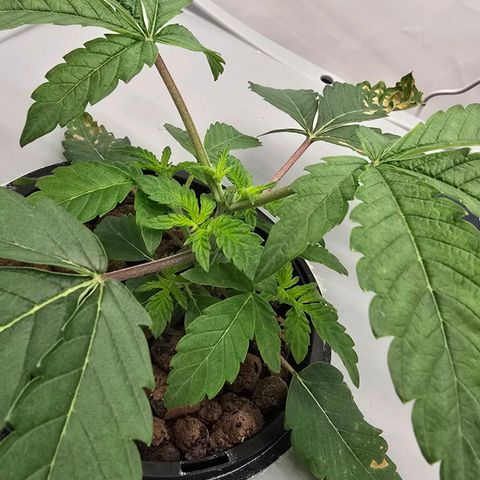 Sunset Paradise (Gelato 33) growlog timeline photo