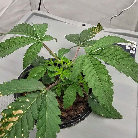 Sunset Paradise (Gelato 33) growlog timeline photo