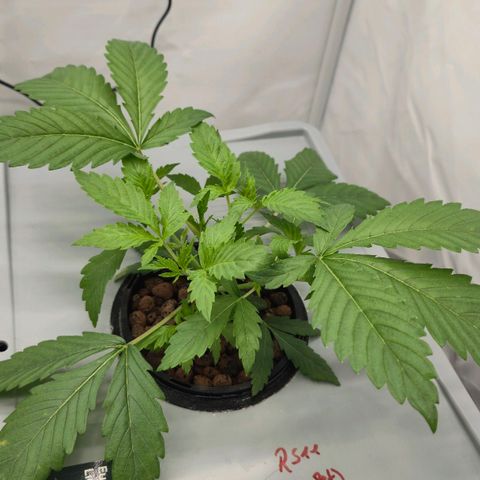 Sunset Paradise (Gelato 33) growlog timeline photo