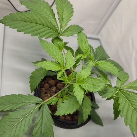 Sunset Paradise (Gelato 33) growlog timeline photo