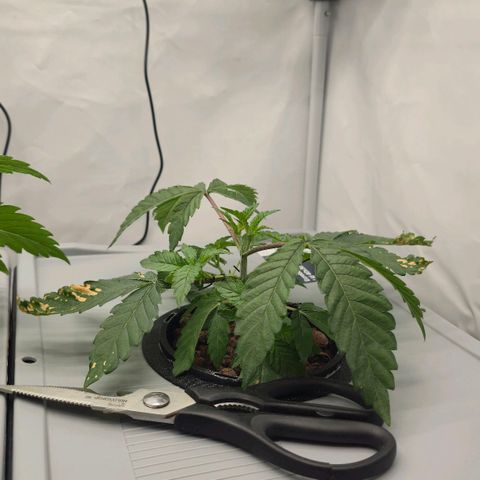 Sunset Paradise (Gelato 33) growlog timeline photo