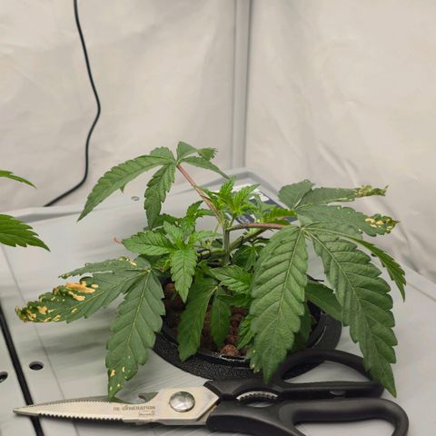 Sunset Paradise (Gelato 33) growlog timeline photo