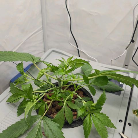 Sunset Paradise (Gelato 33) growlog timeline photo