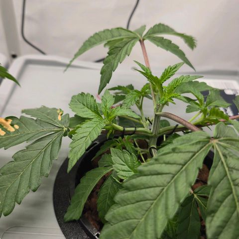 Sunset Paradise (Gelato 33) growlog timeline photo