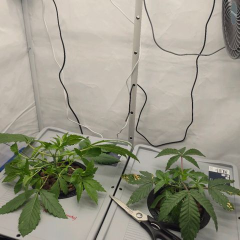 Sunset Paradise (Gelato 33) growlog timeline photo
