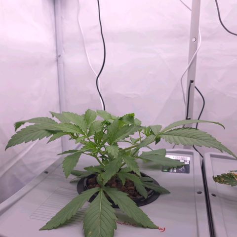 Sunset Paradise (Gelato 33) growlog timeline photo