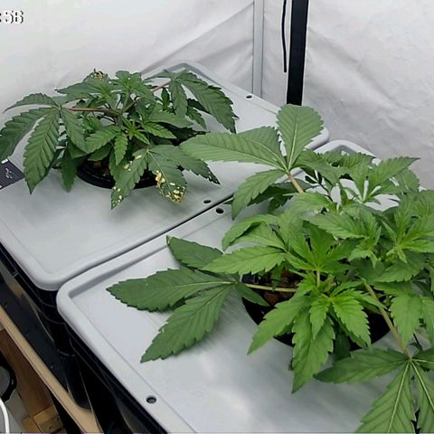 Sunset Paradise (Gelato 33) growlog timeline photo