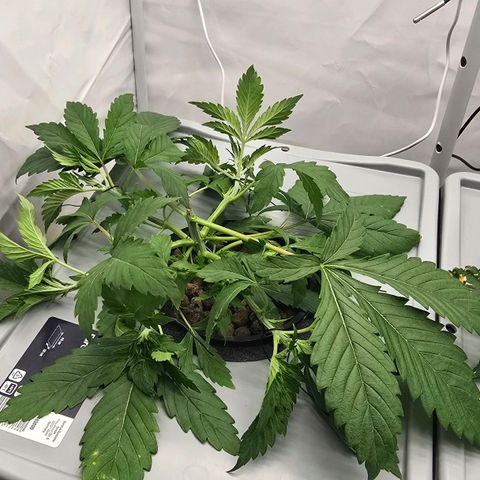 Sunset Paradise (Gelato 33) growlog timeline photo