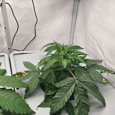 Sunset Paradise (Gelato 33) growlog timeline photo