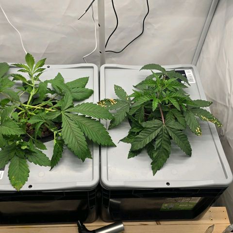 Sunset Paradise (Gelato 33) growlog timeline photo