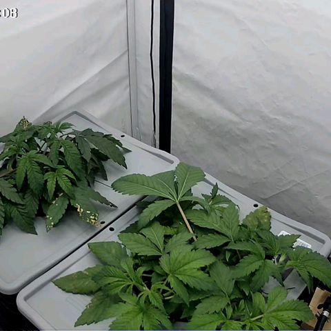 Sunset Paradise (Gelato 33) growlog timeline photo