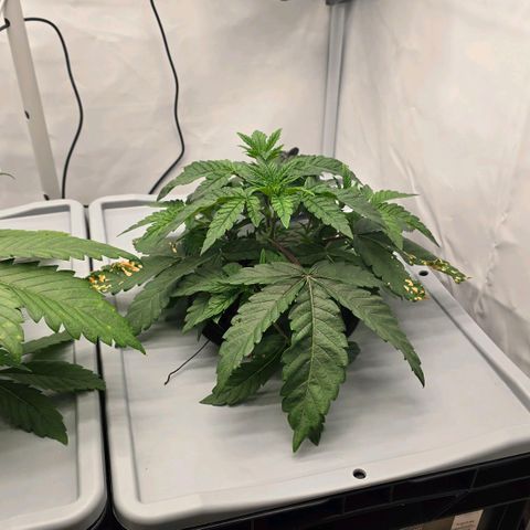 Sunset Paradise (Gelato 33) growlog timeline photo