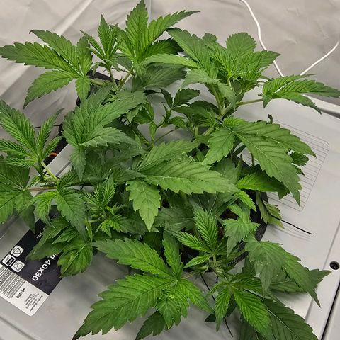 Sunset Paradise (Gelato 33) growlog timeline photo