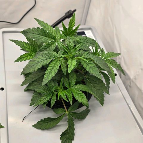 Sunset Paradise (Gelato 33) growlog timeline photo