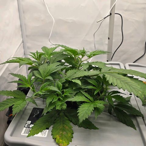 Sunset Paradise (Gelato 33) growlog timeline photo
