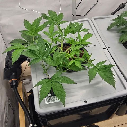 Sunset Paradise (Gelato 33) growlog photo: Sprühintervall auf 3 Sek an und 20 min aus geändert. Beide Pflanzen sehen merklich besser aus. 