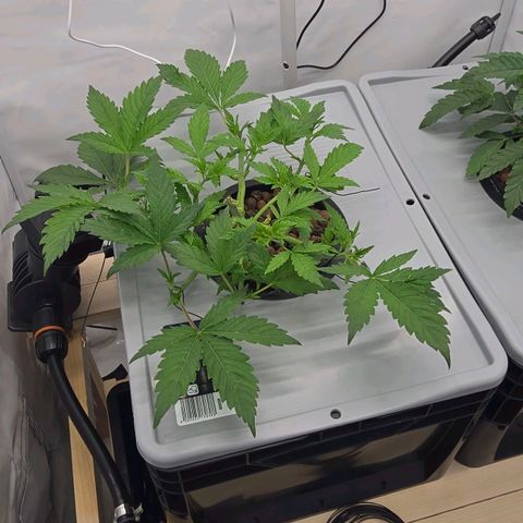 Sunset Paradise (Gelato 33) growlog photo: Sprühintervall auf 3 Sek an und 20 min aus geändert. Beide Pflanzen sehen merklich besser aus. 