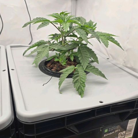 Sunset Paradise (Gelato 33) growlog photo: Sprühintervall auf 3 Sek an und 20 min aus geändert. Beide Pflanzen sehen merklich besser aus. 