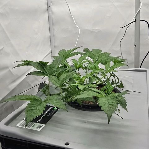 Sunset Paradise (Gelato 33) growlog photo: Sprühintervall auf 3 Sek an und 20 min aus geändert. Beide Pflanzen sehen merklich besser aus. 