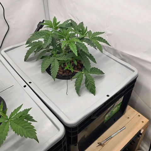 Sunset Paradise (Gelato 33) growlog photo: Sprühintervall auf 3 Sek an und 20 min aus geändert. Beide Pflanzen sehen merklich besser aus. 